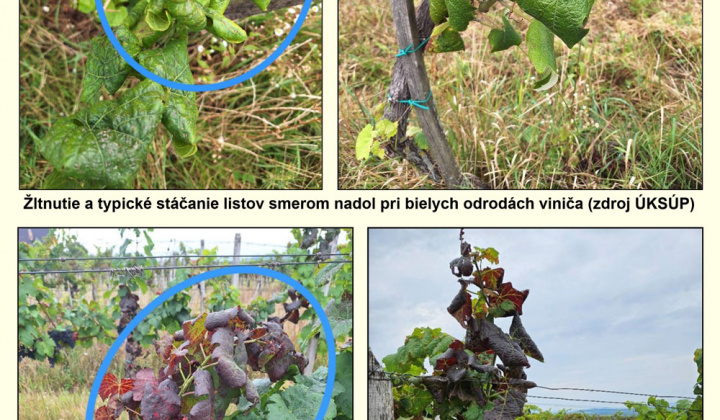 Fotka - UPOZORNENIE na nárast choroby viniča -zlaté žltnutie viniča